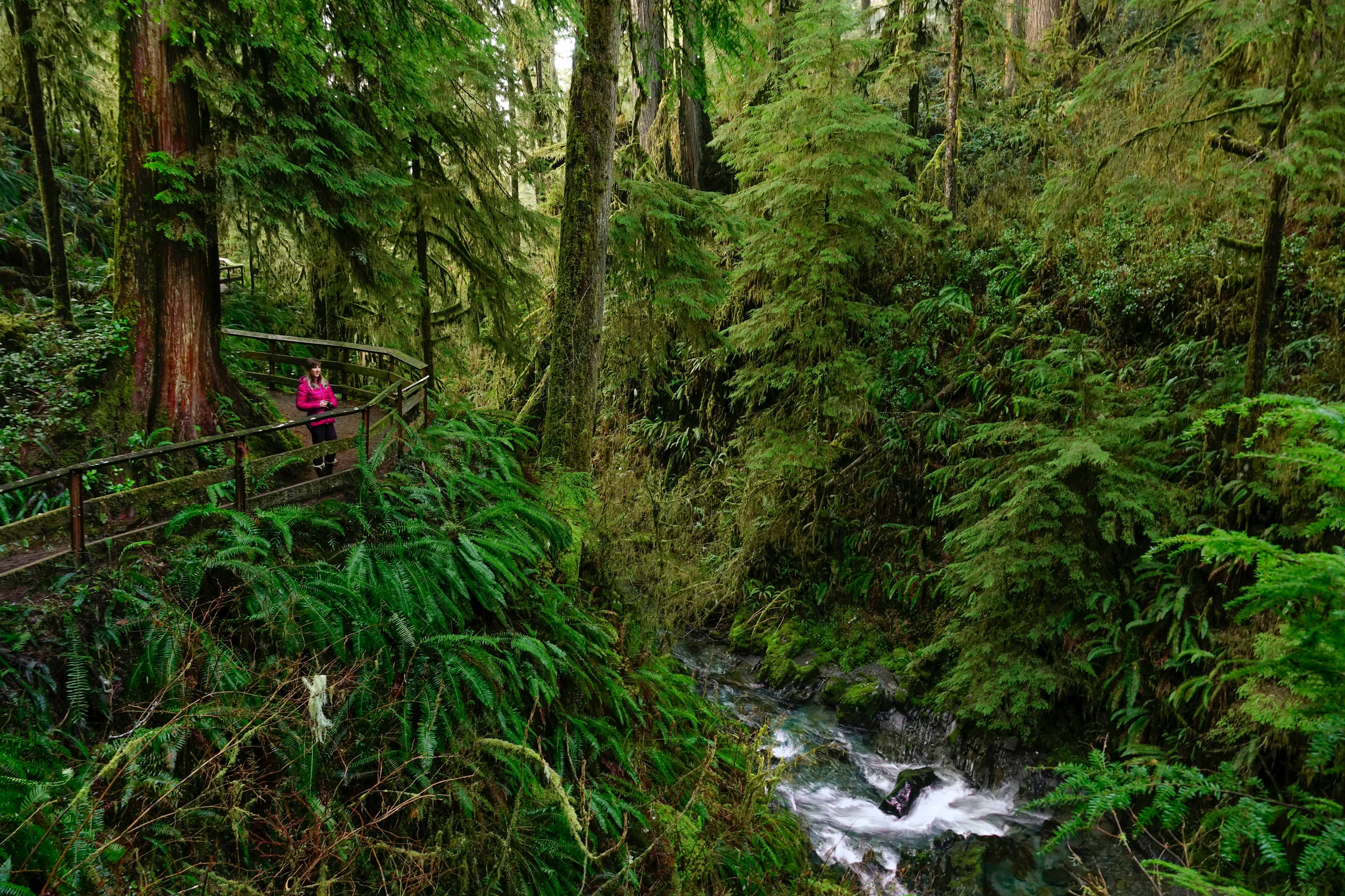 Young woman holding a camera stands on the side of a scenic boardwalk and looks around a green rainforest.
