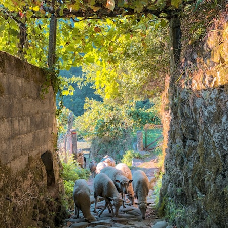 Sheeps walking back to farm under a canopy of trees.