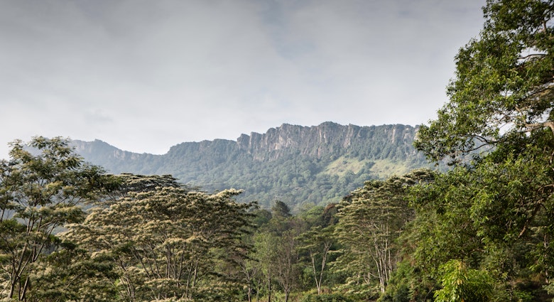 Scenic views of the surrounding mountains along the first stage of the Pekoe Trail in Sri Lanka., License Type: media, Download Time: 2025-03-17T16:34:52.000Z, User: akankshasingh3256, Editorial: false, purchase_order: 56530 - Guidebooks, job: Global Publishing WIP, client: Sri Lanka 17, other: Akanksha Singh