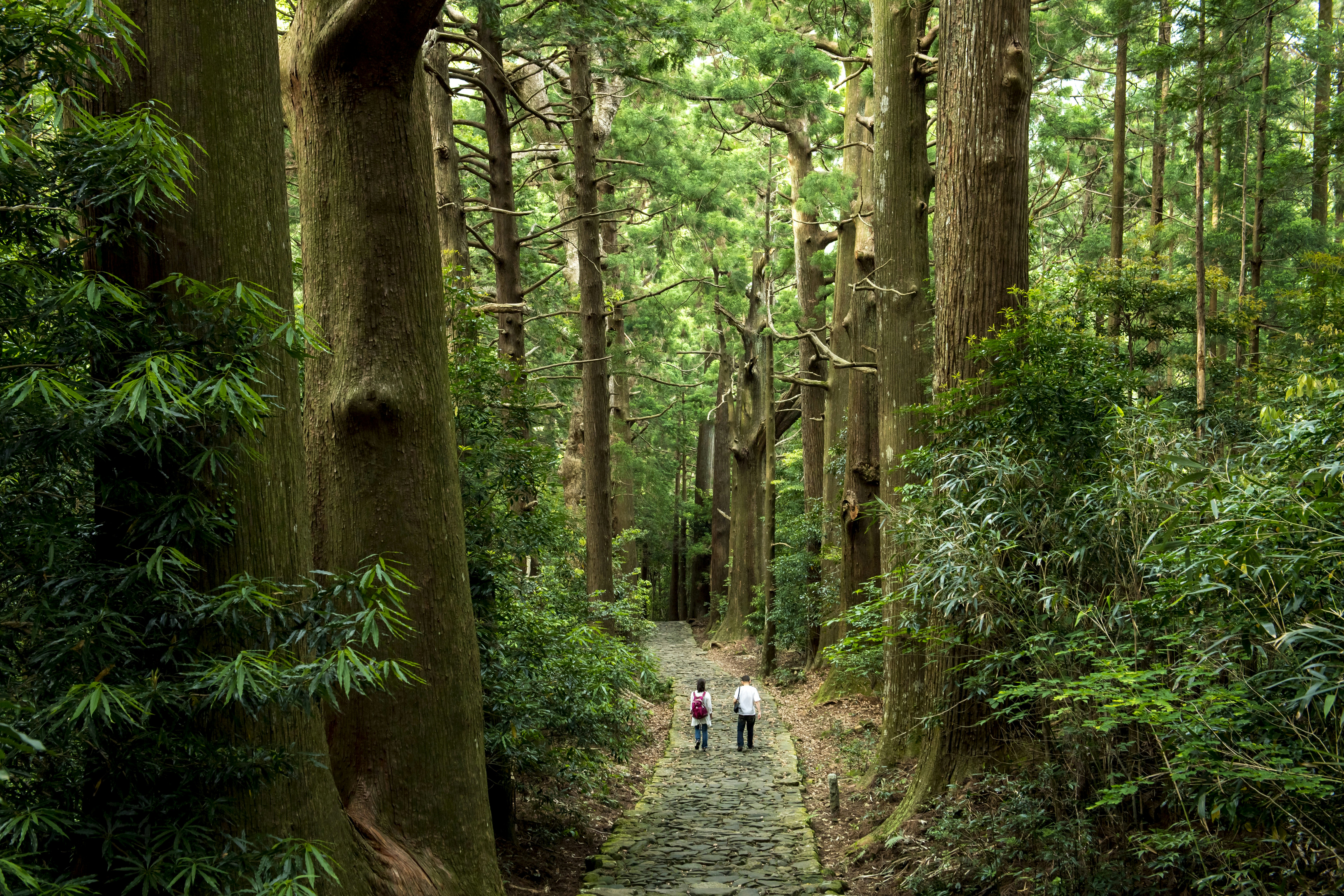 Two people follow a stone path through a vast forest of tall trees