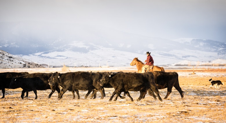 952073612
Man in his 30's wearing a cowboy hat and a red plaid jacket rides a quarter horse across snowy pastures to herd beef cattle on a ranch during winter, Livingston, Montana, USA
creativecontentbrief, 775123461, family operation, working the cattle
Cowboy riding a horse herds beef cattle in Absaroka Mountains - stock photo
Man in his 30's wearing a cowboy hat and a red plaid jacket rides a quarter horse across snowy pastures to herd beef cattle on a ranch during winter, Livingston, Montana, USA