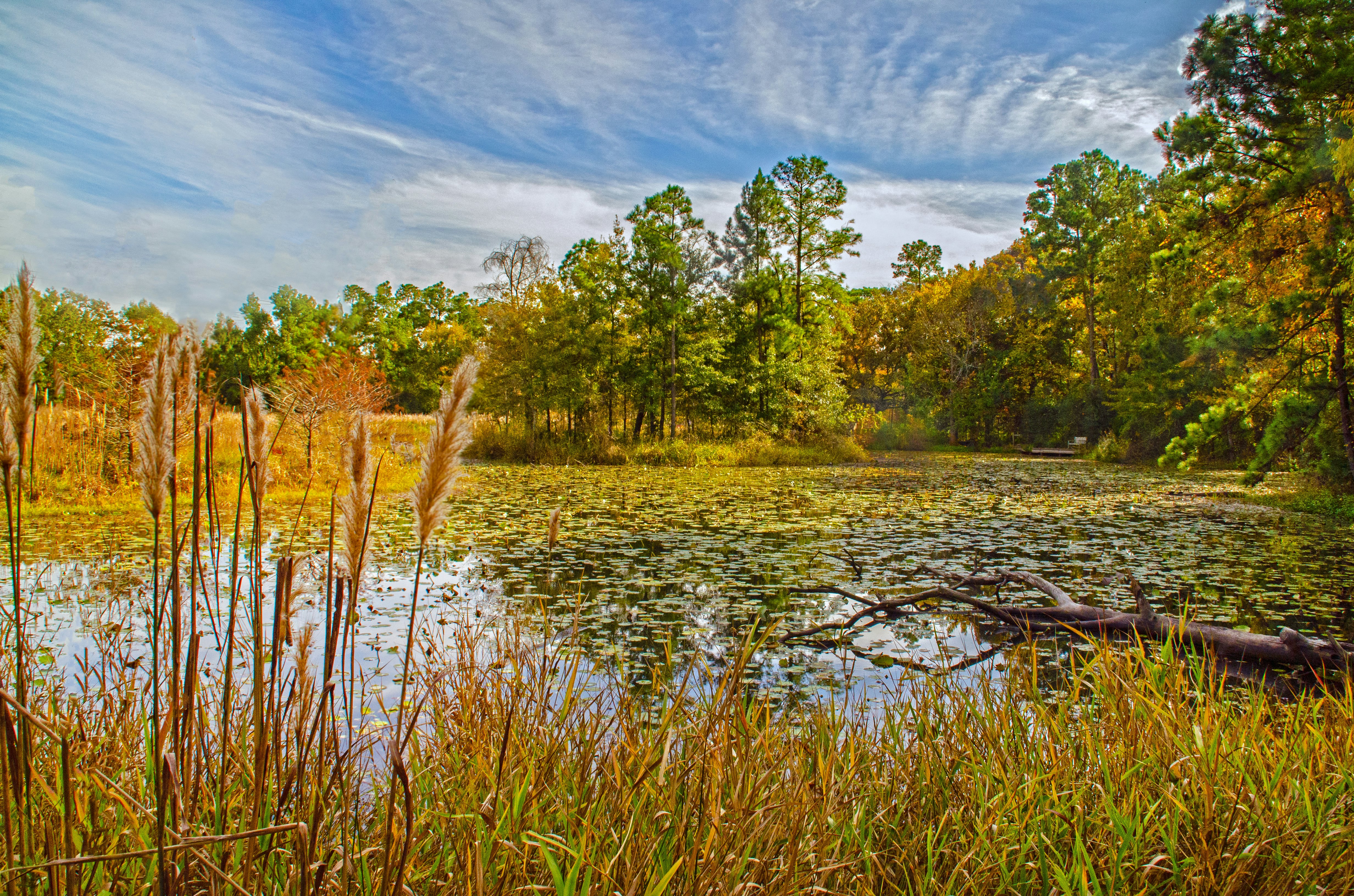Early afternoon walks through the Houston Arboretum sometimes yield unexpected results.; Shutterstock ID 1242656551; purchase_order:65050 - Digital Destinations and Articles; job:Online Editorial; client:TTTD in Houston, Texas; other:Jennifer Carey
1242656551