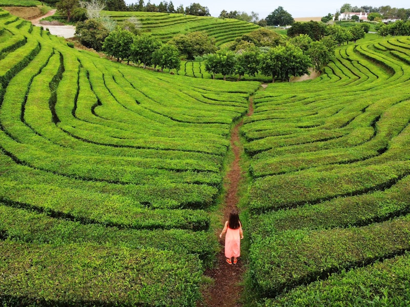 A woman walks through rows of green plants at a tea plantation.