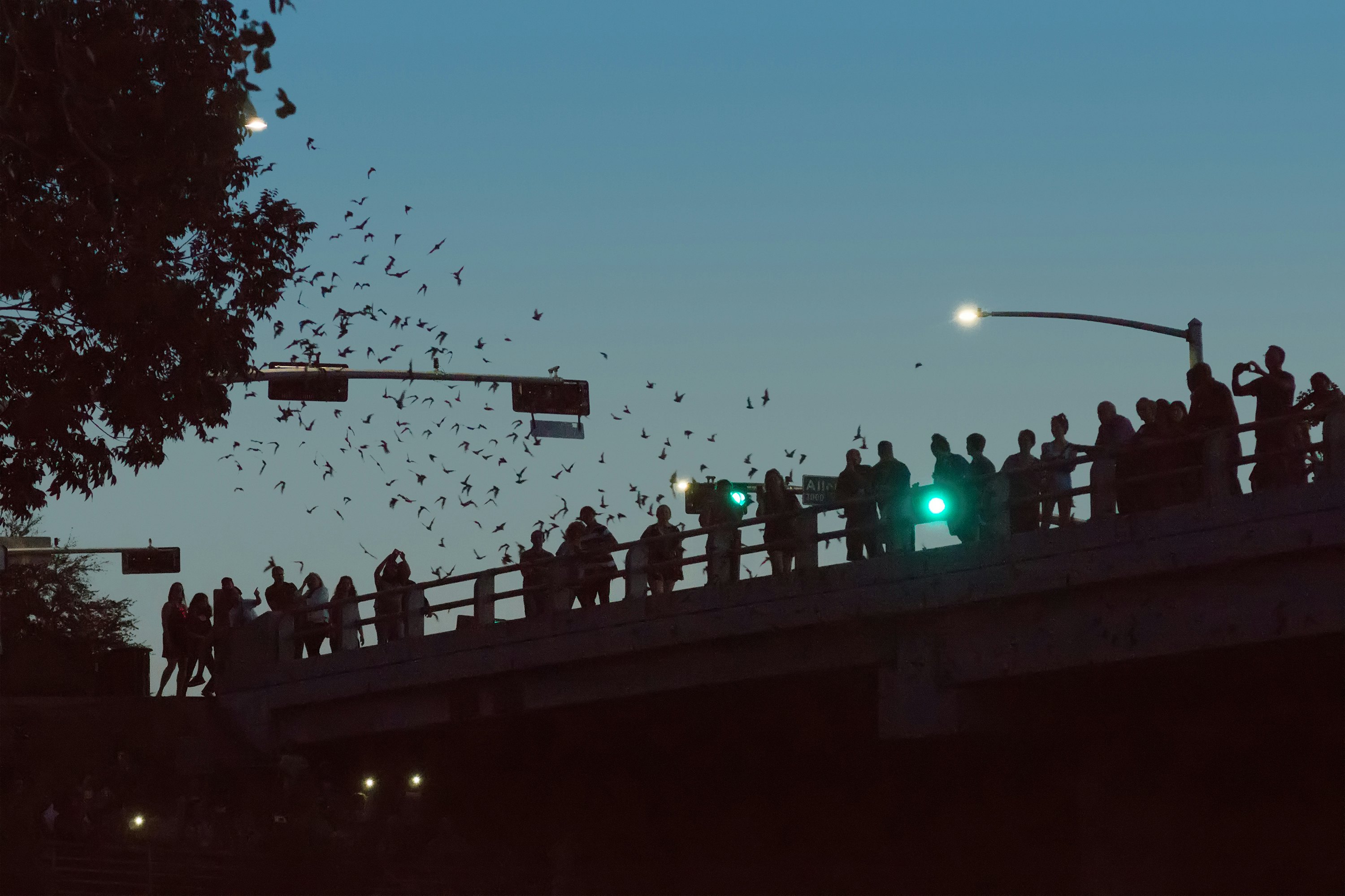 Silhouettes of people on the bridge watching the flight of thousands of bats. Bridge Bats, Waugh Drive Bat Colony in Houston, Texas, US