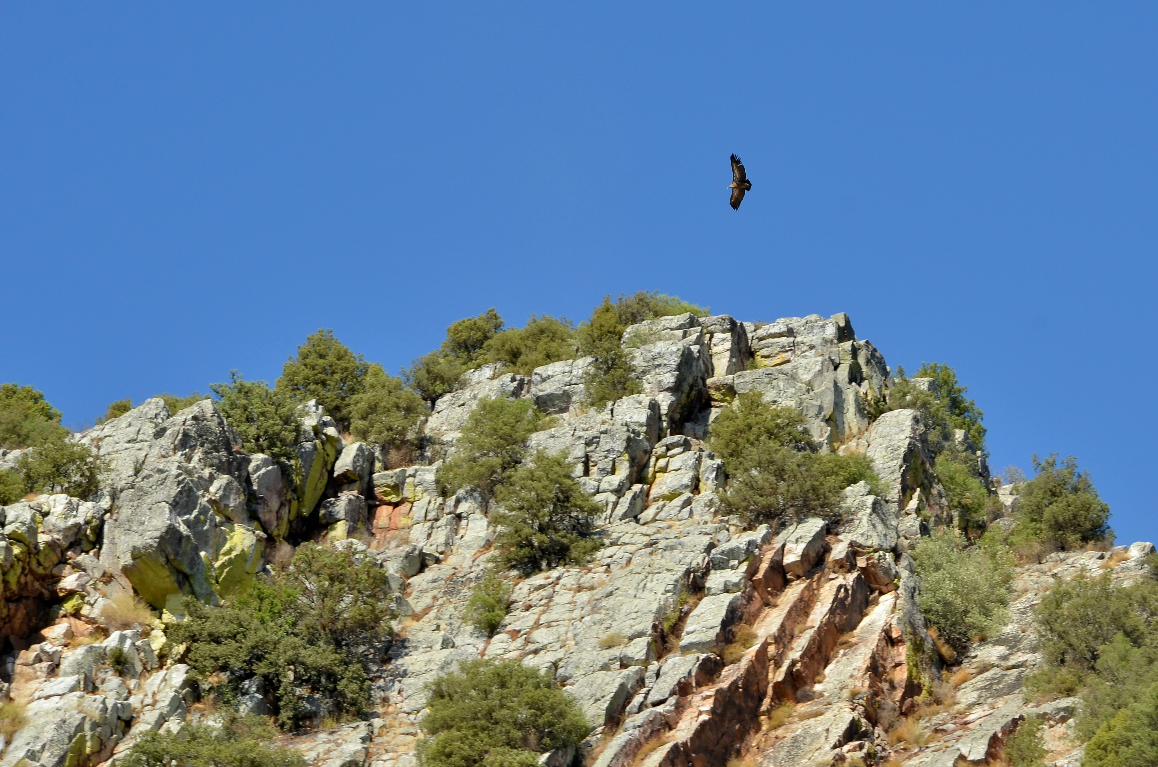 A bird with a large wing-span soaring high above a rocky cliff