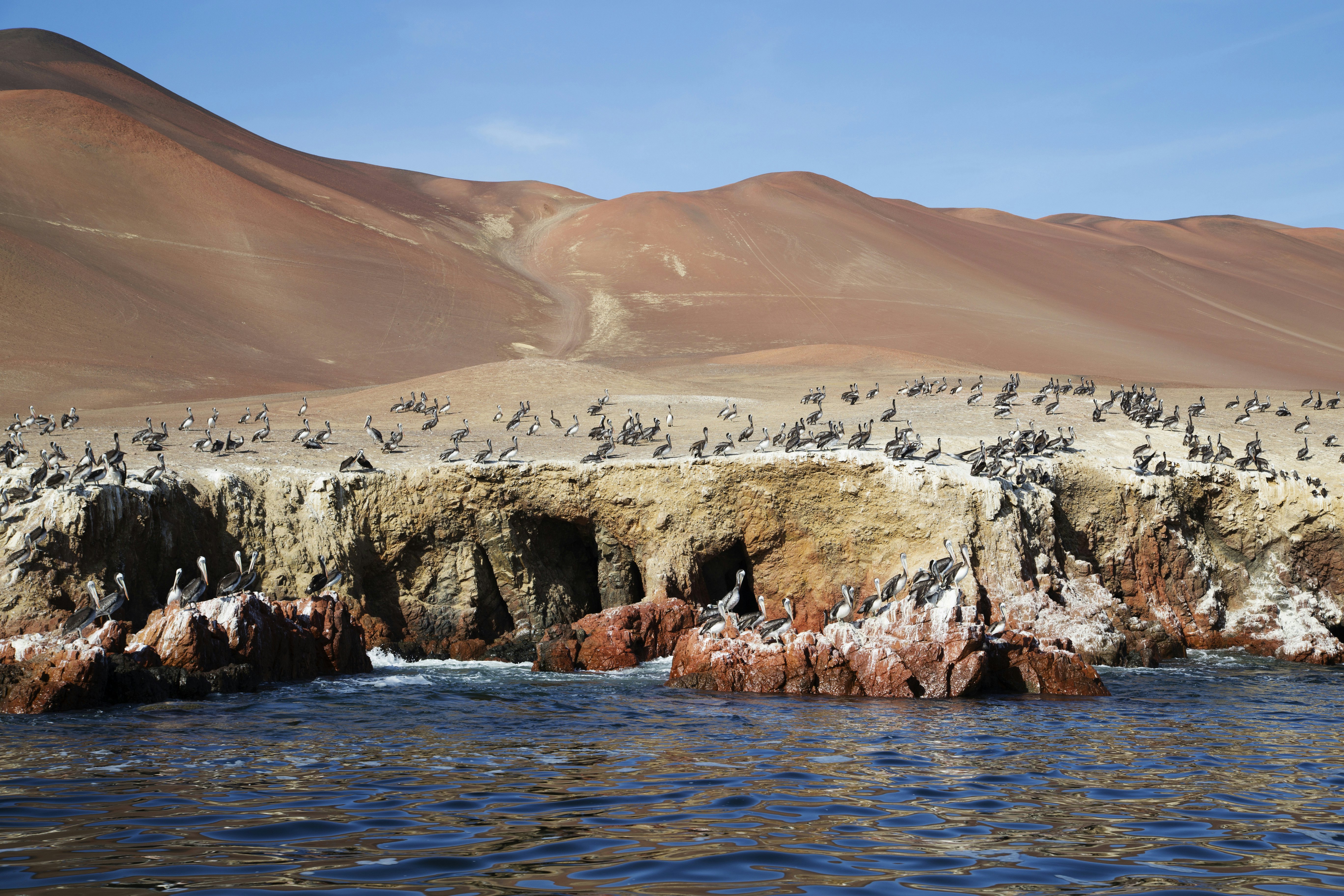 Pelican Colony at Wildlife Sanctuary on Ballestas Islands.